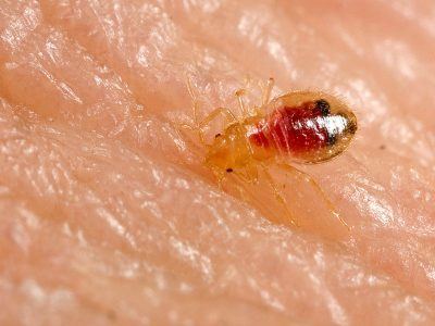 Bed Bugs On Your Body