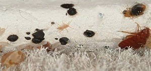 small spongy bugs that look like bed bug